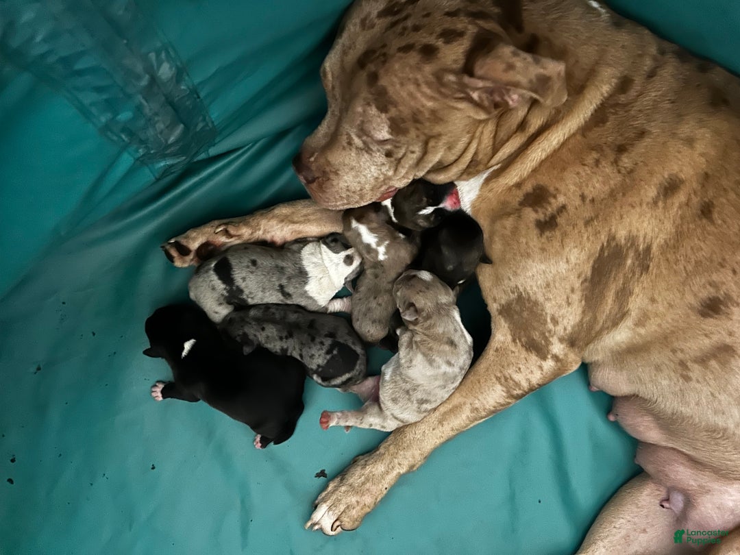 American Bully dogs for sale: American Bully Puppy 4 - Ad 11