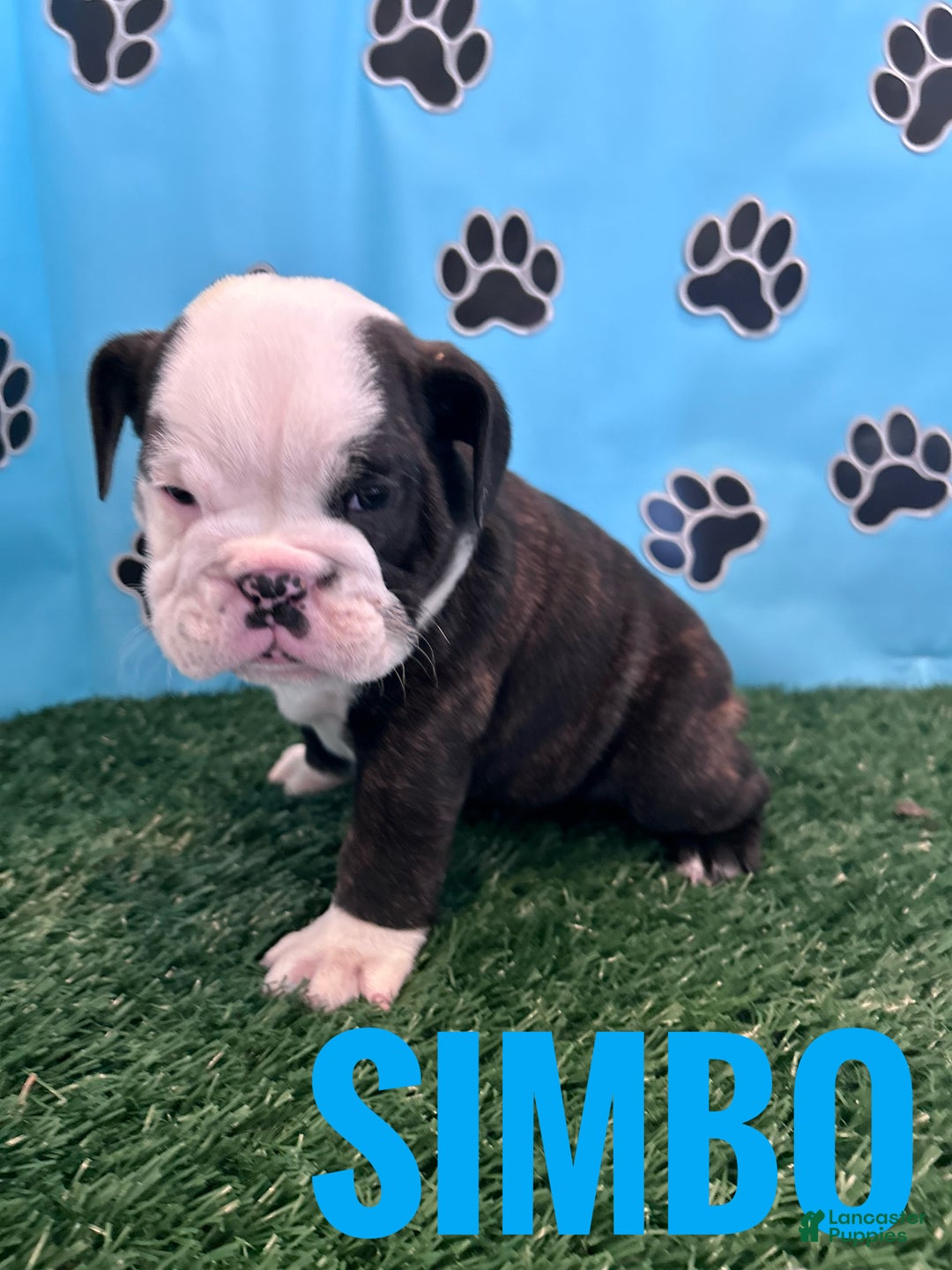 English Bulldog dogs for sale: SIMBO - Ad 4