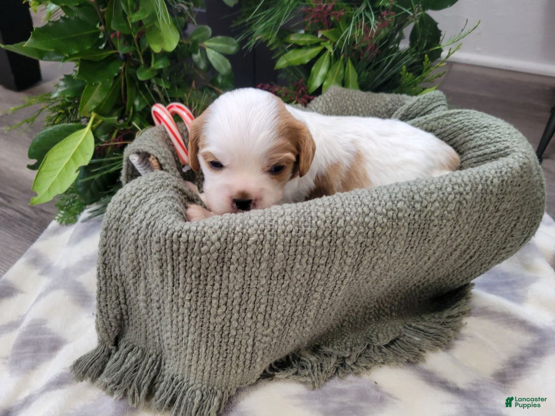 Cavalier King Charles Spaniel dogs for sale: Miles - Ad 1