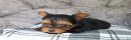 Yorkshire Terrier dogs for sale: Maddie - Ad 7