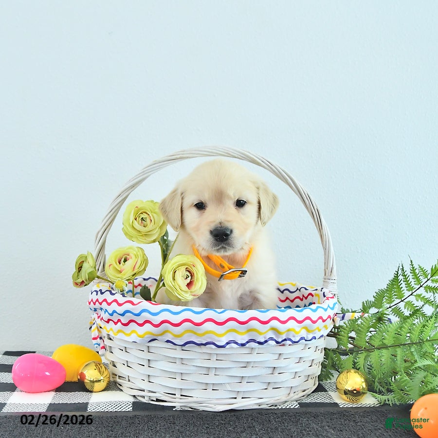 Golden Retriever dogs Mario - Ad 2