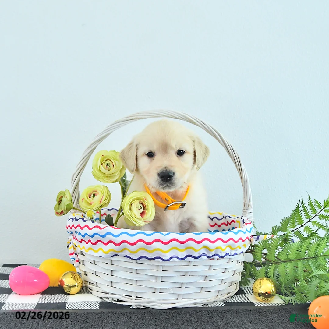 Golden Retriever dogs for sale: Mario - Ad 2