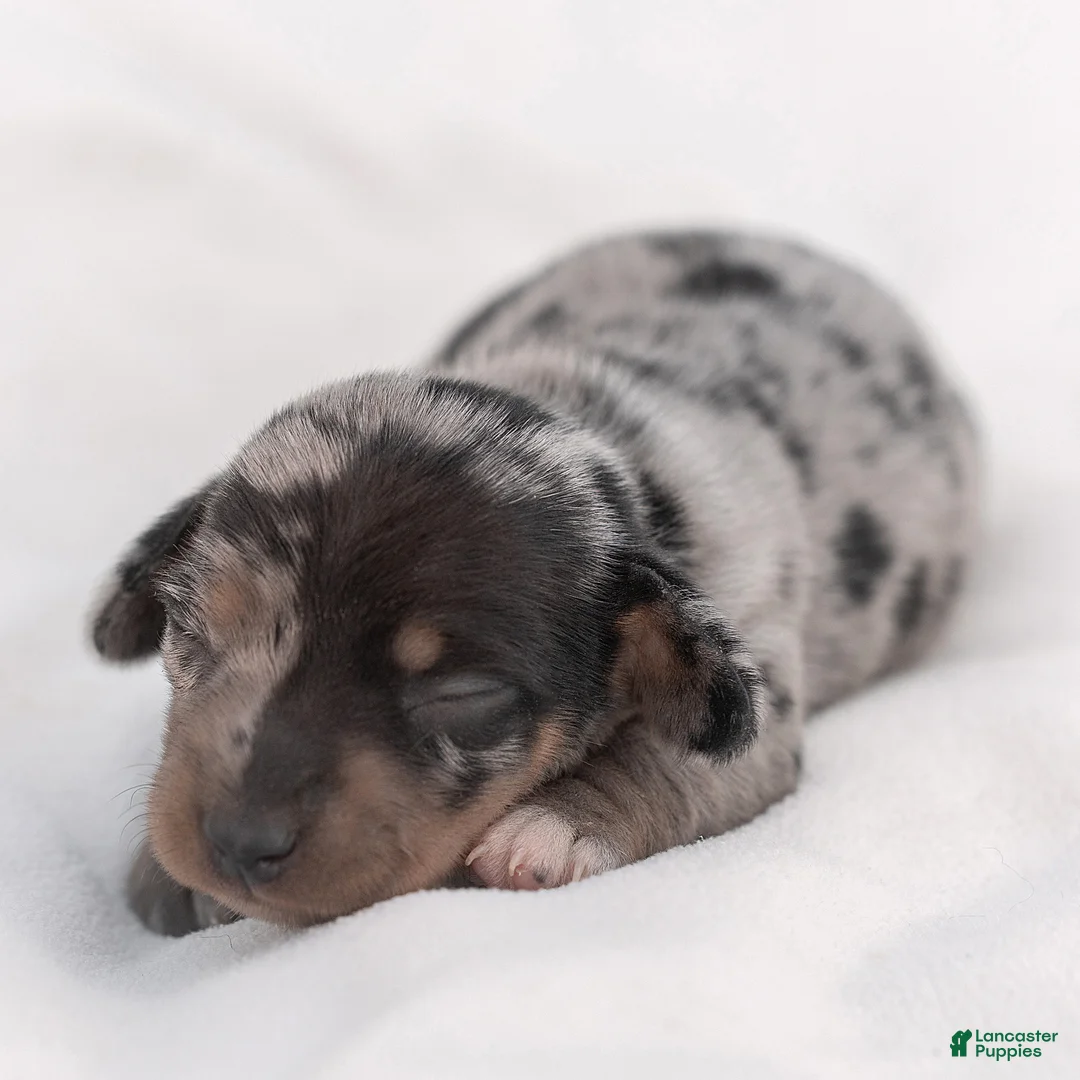 Miniature Dachshund dogs for sale: Snoopy Miniature Dachshund  - Ad 1