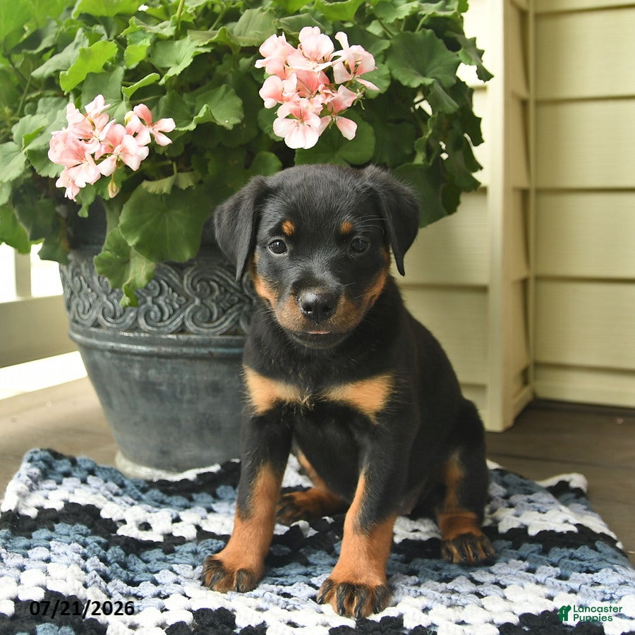 Rottweiler dogs Maple   - Ad 1