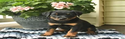 Rottweiler dogs for sale: Maple   - Ad 1