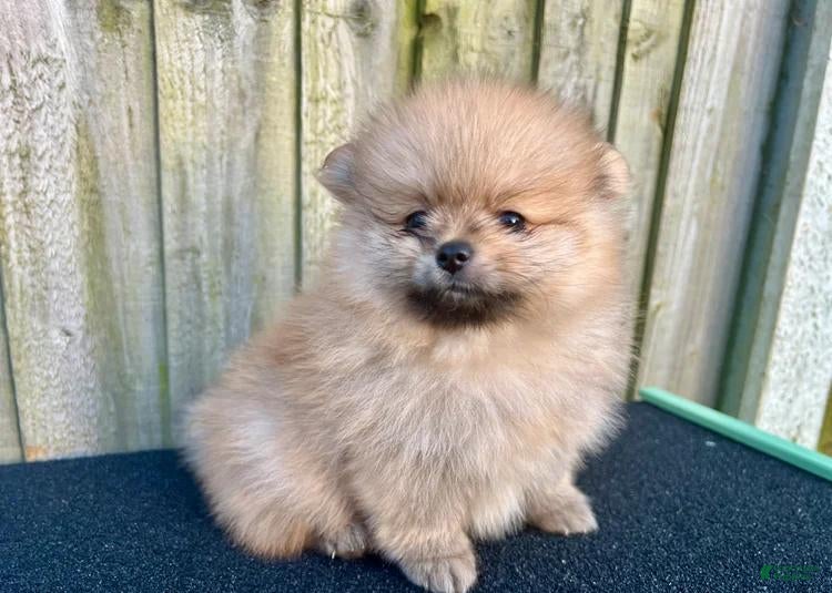 Pomeranian dogs Kayla - Ad 18