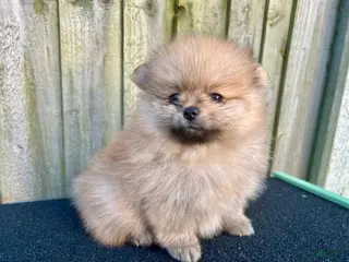 Pomeranian dogs Kayla - Ad 18