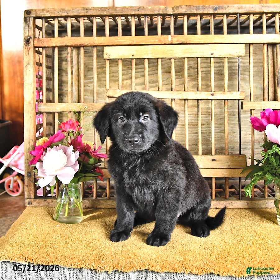 Golden Shepherd dogs Rachel - Ad 1