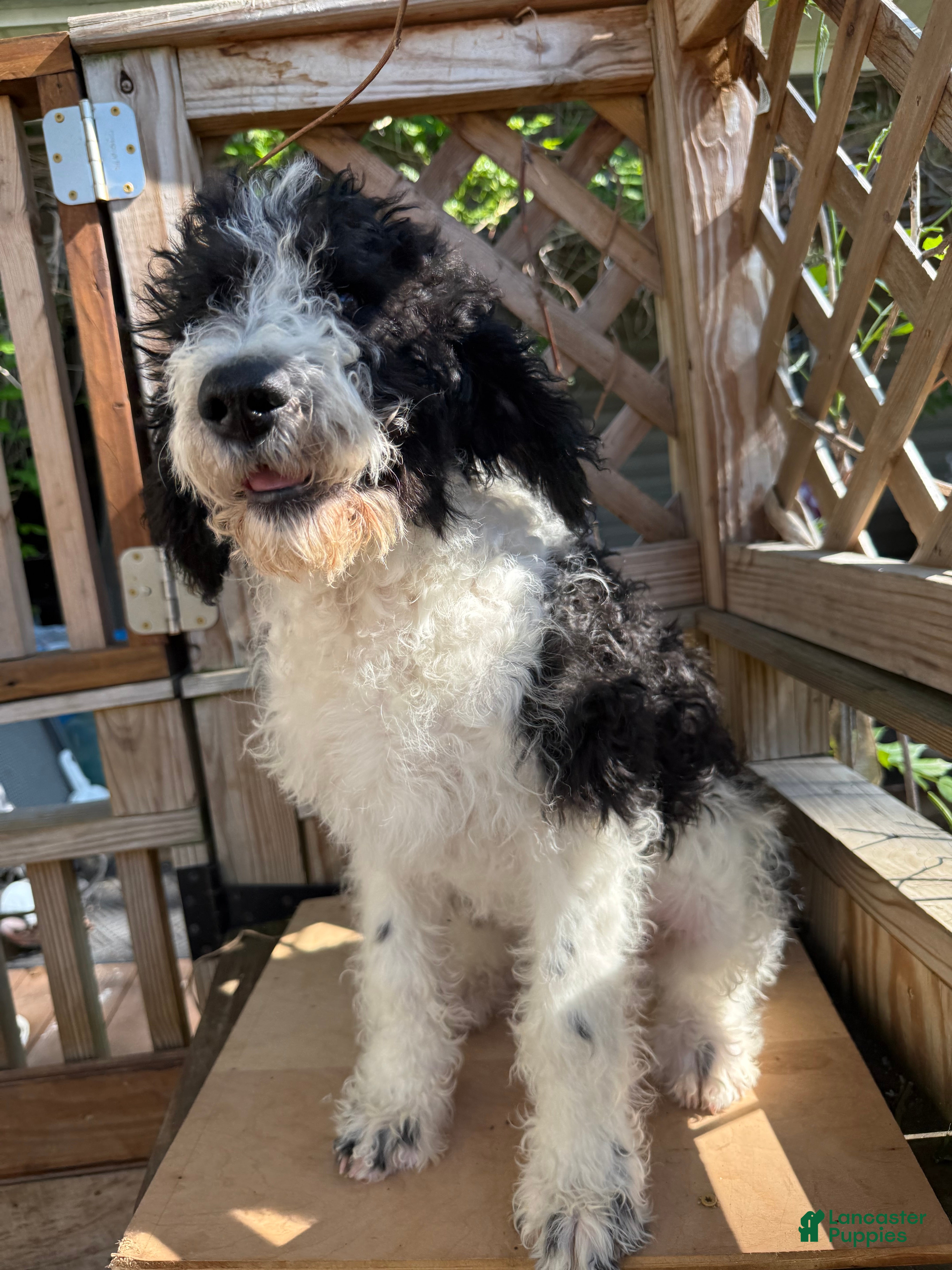 Mixed Breed dogs Sarah - Ad 2