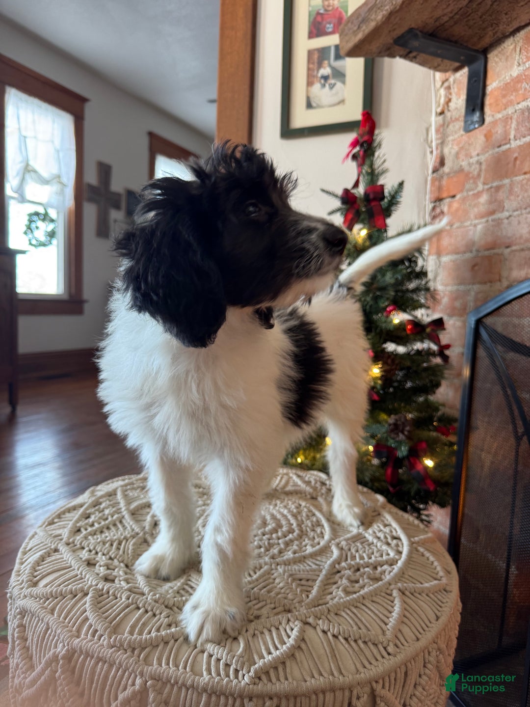 Saint Berdoodles dogs for sale: Rowan - Ad 9