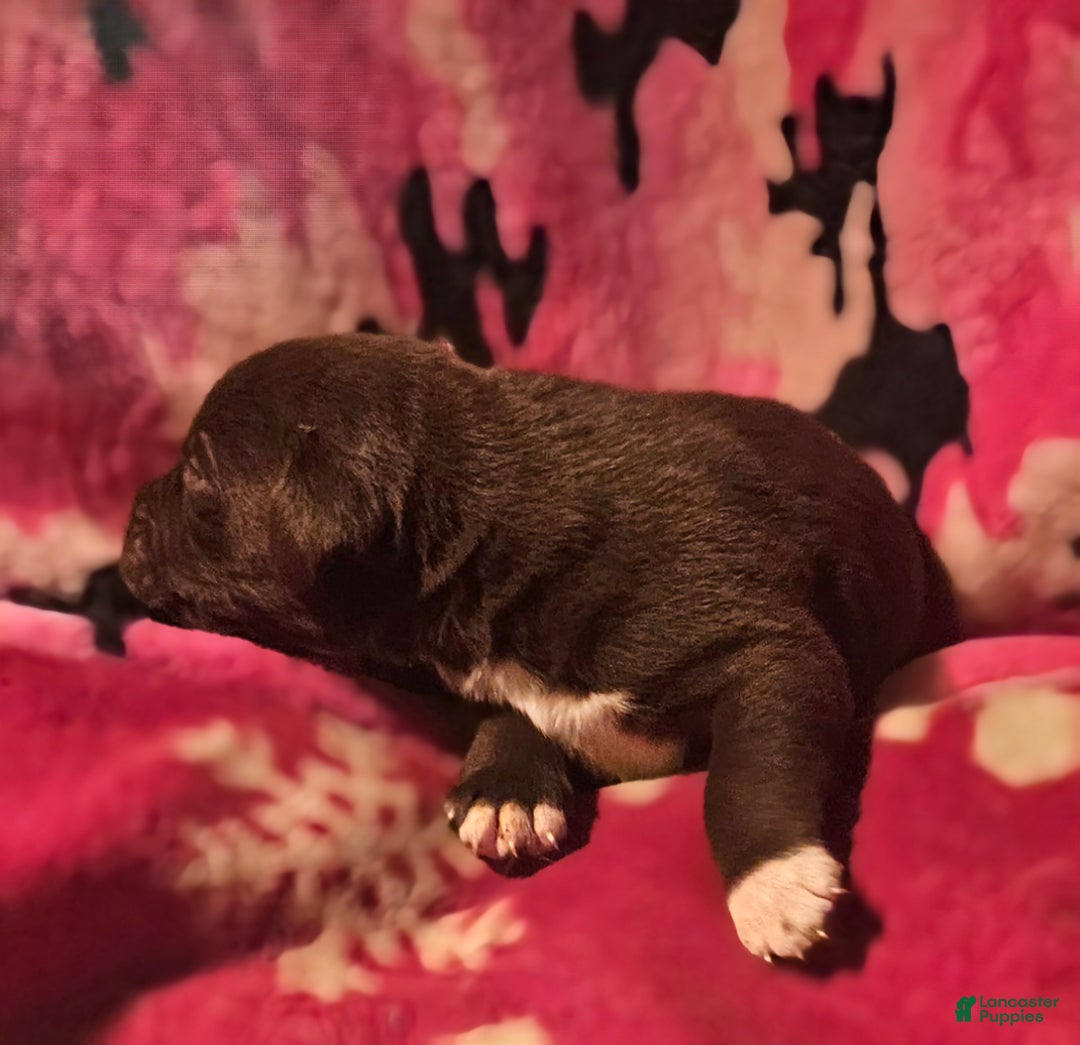 Border Collie dogs for sale: Hook - Ad 6