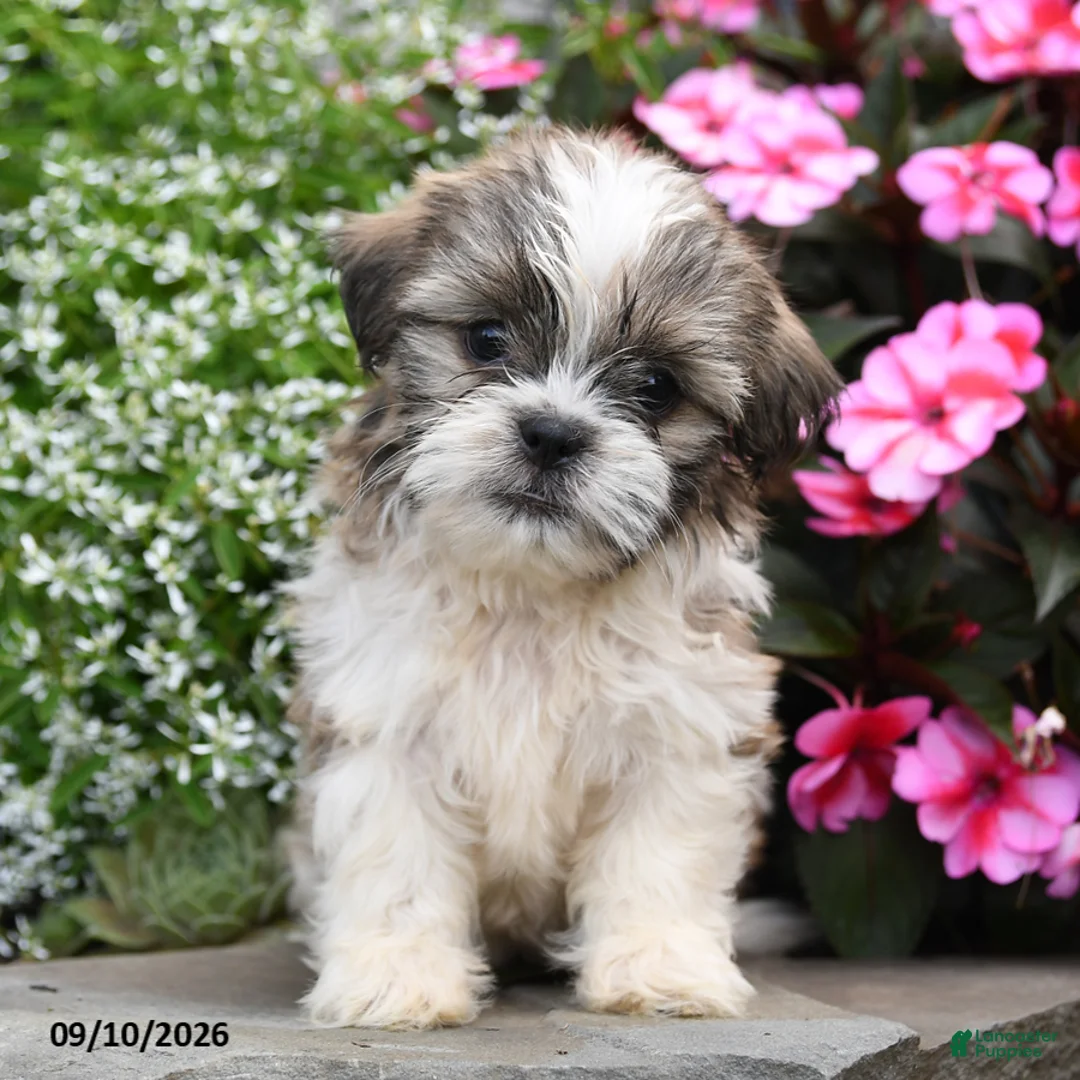 Shih Tzu dogs for sale: Winston - Ad 2