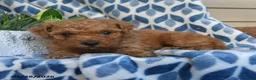 Labradoodle dogs for sale: Abasi - Ad 4