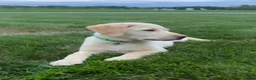 Labrador Retriever dogs for sale: Honey - Ad 29