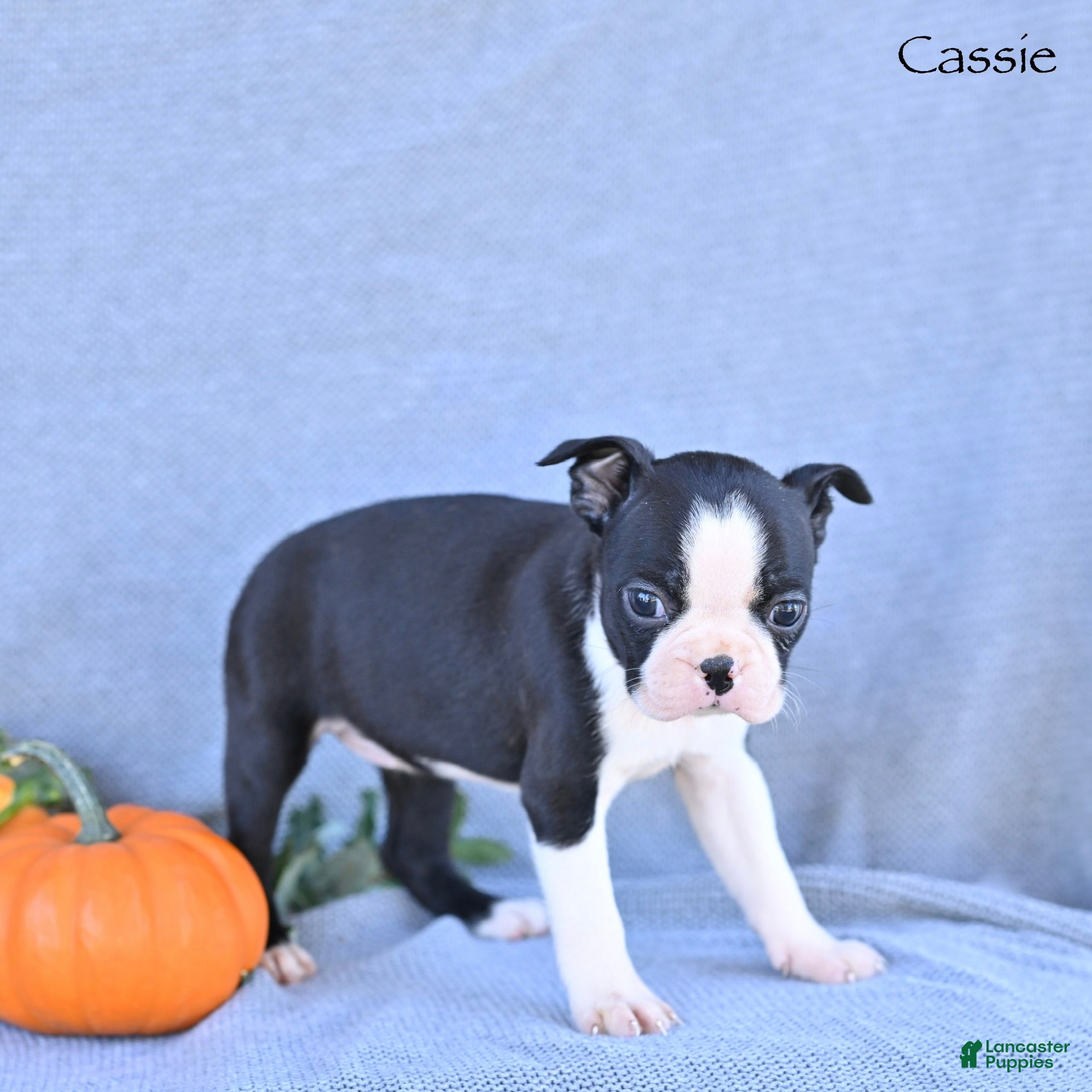 Boston Terrier dogs Cassie - Ad 2