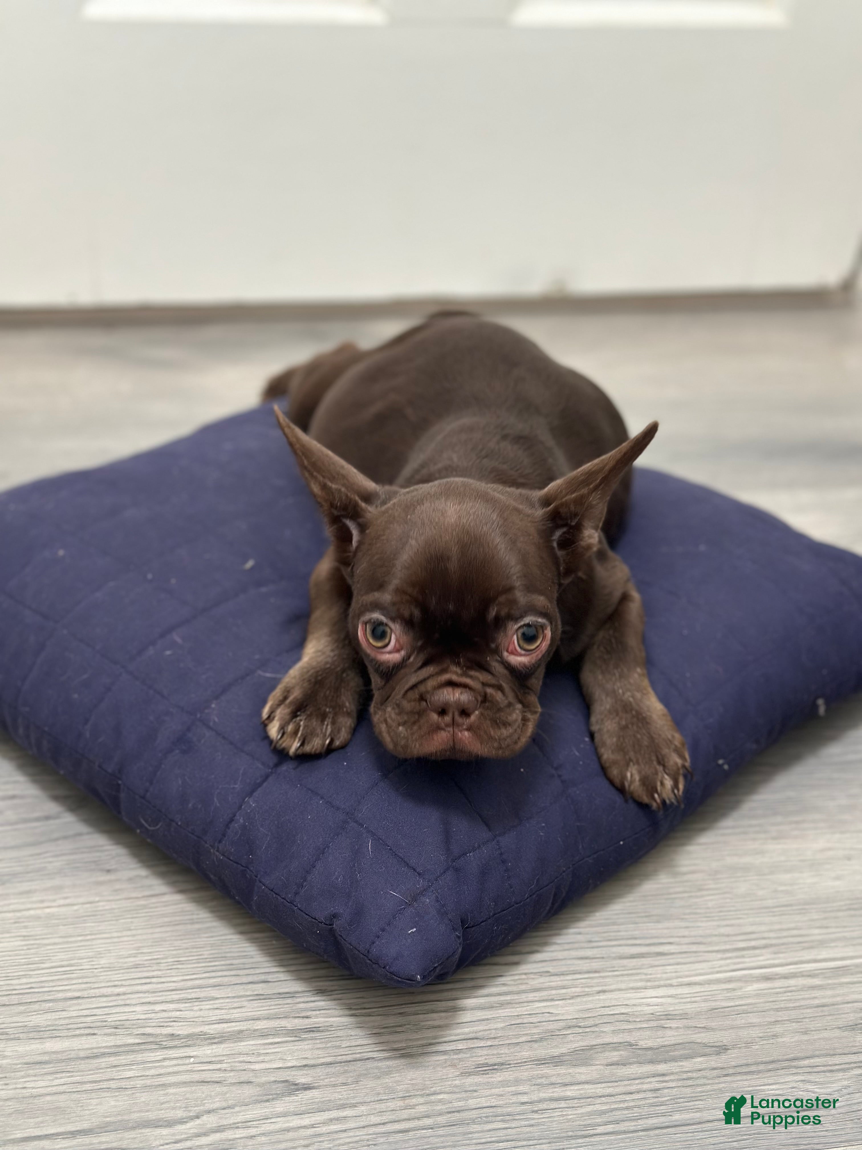 French Bulldog dogs French Bulldog Puppy 3 - Ad 37