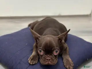 French Bulldog dogs French Bulldog Puppy 3 - Ad 37