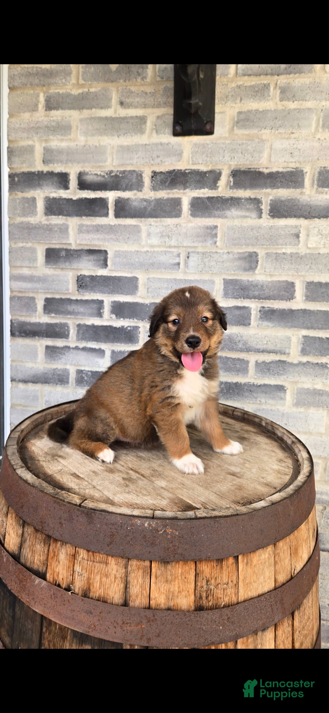 Collie dogs Collie Puppy 4 - Ad 5