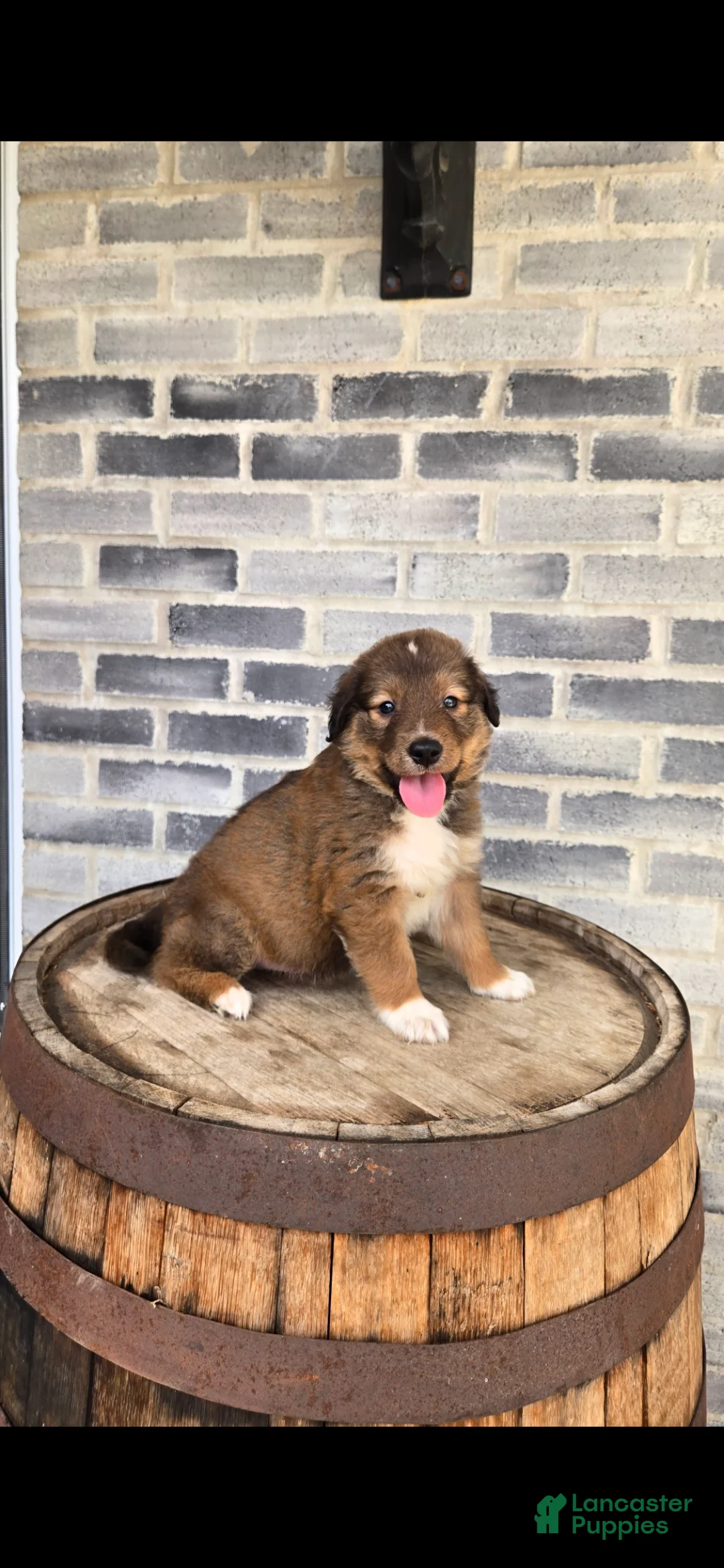 Collie dogs for sale: Collie Puppy 4 - Ad 2