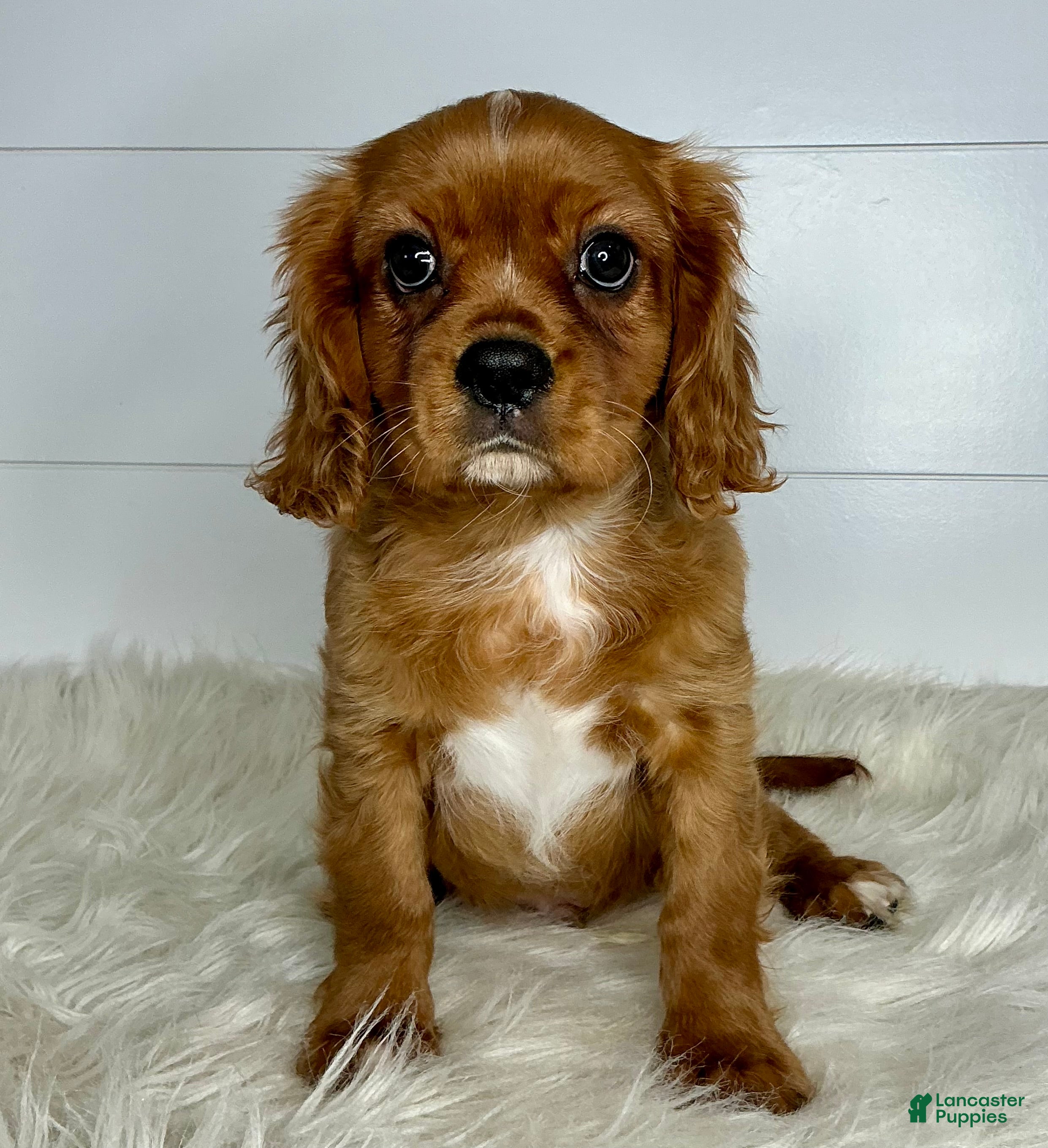 Cavalier King Charles Spaniel dogs Neil - Ad 16