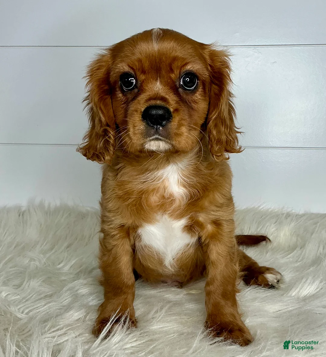 Cavalier King Charles Spaniel dogs for sale: Neil - Ad 1