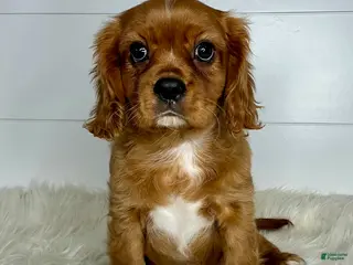 Cavalier King Charles Spaniel dogs Neil - Ad 16