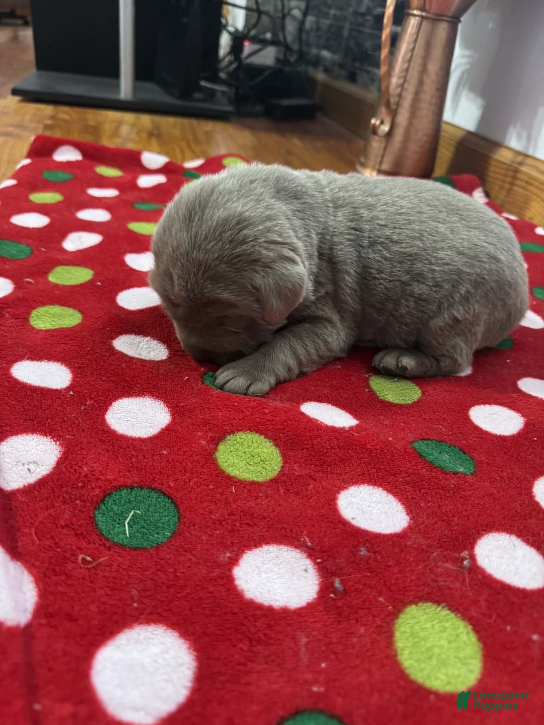 Labrador Retriever dogs for sale: Noel - Ad 10