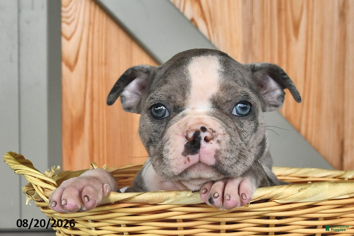 Boston Terrier dogs Buster  - Ad 2