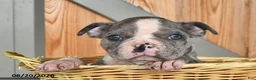 Boston Terrier dogs for sale: Buster  - Ad 2