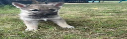 Mixed Breed dogs for sale: Mixed Breed 5 - Ad 2