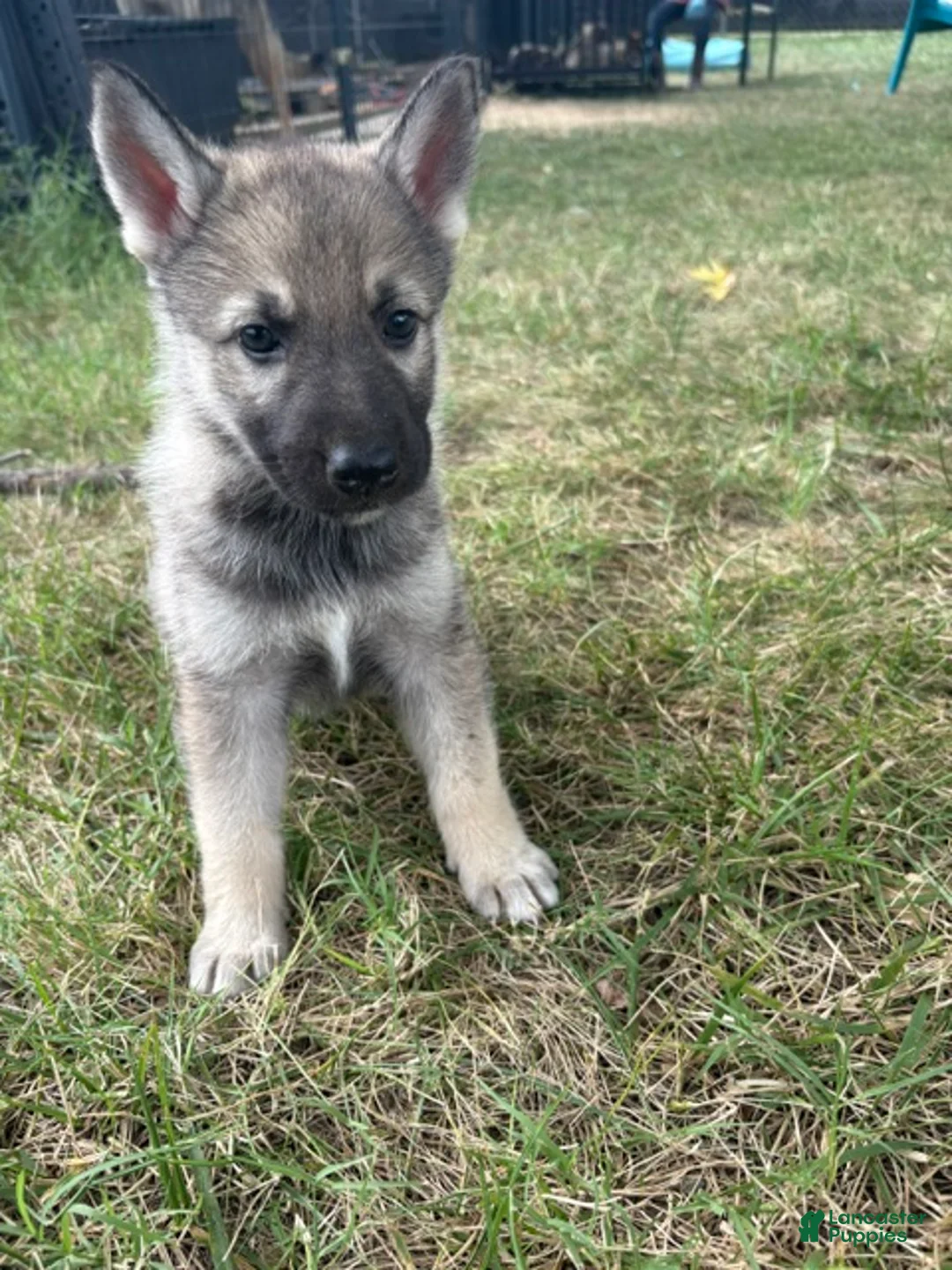 Mixed Breed dogs for sale: Mixed Breed 5 - Ad 2