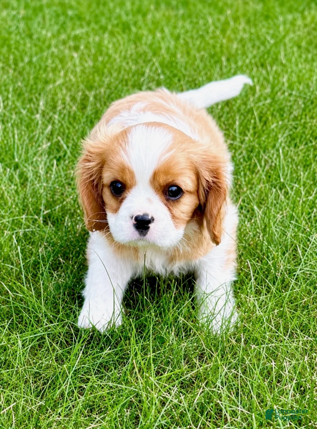 Cavalier King Charles Spaniel dogs for sale: Cavalier King Charles Spaniel (Winston) - Ad 2