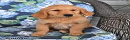 Golden Retriever dogs for sale: Percy - Ad 4