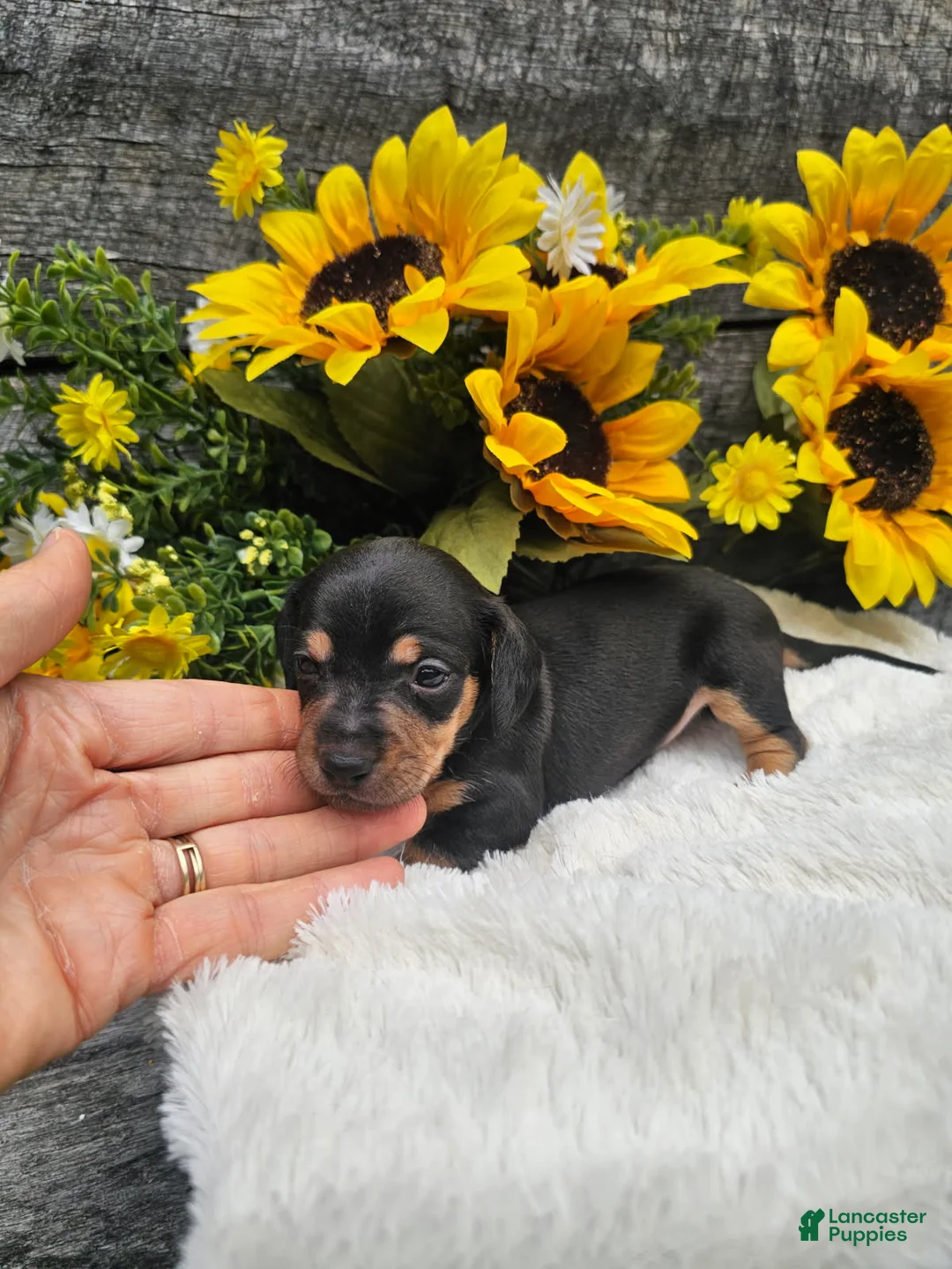 Dachshund dogs for sale:  Otis - Ad 8