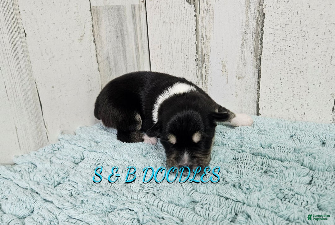 Miniature Australian Shepherd dogs for sale: Flash - Ad 7