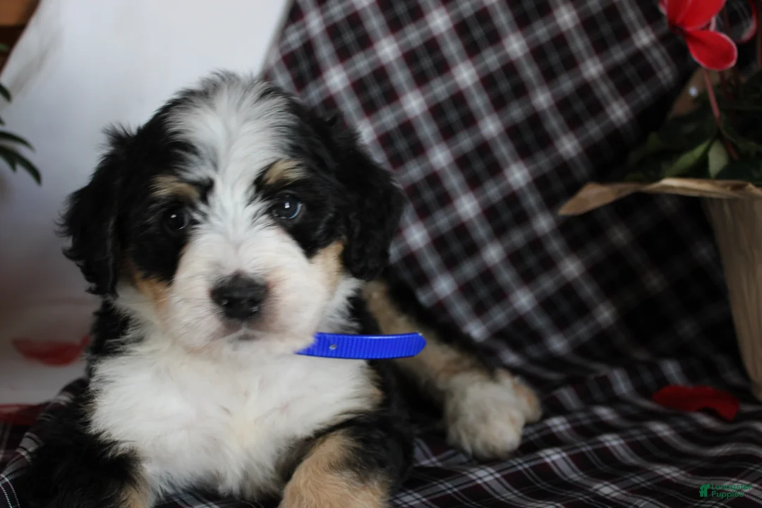 Bernedoodle dogs for sale: Spiderman - Ad 4