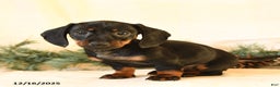 Miniature Dachshund dogs for sale: Casey - Ad 4