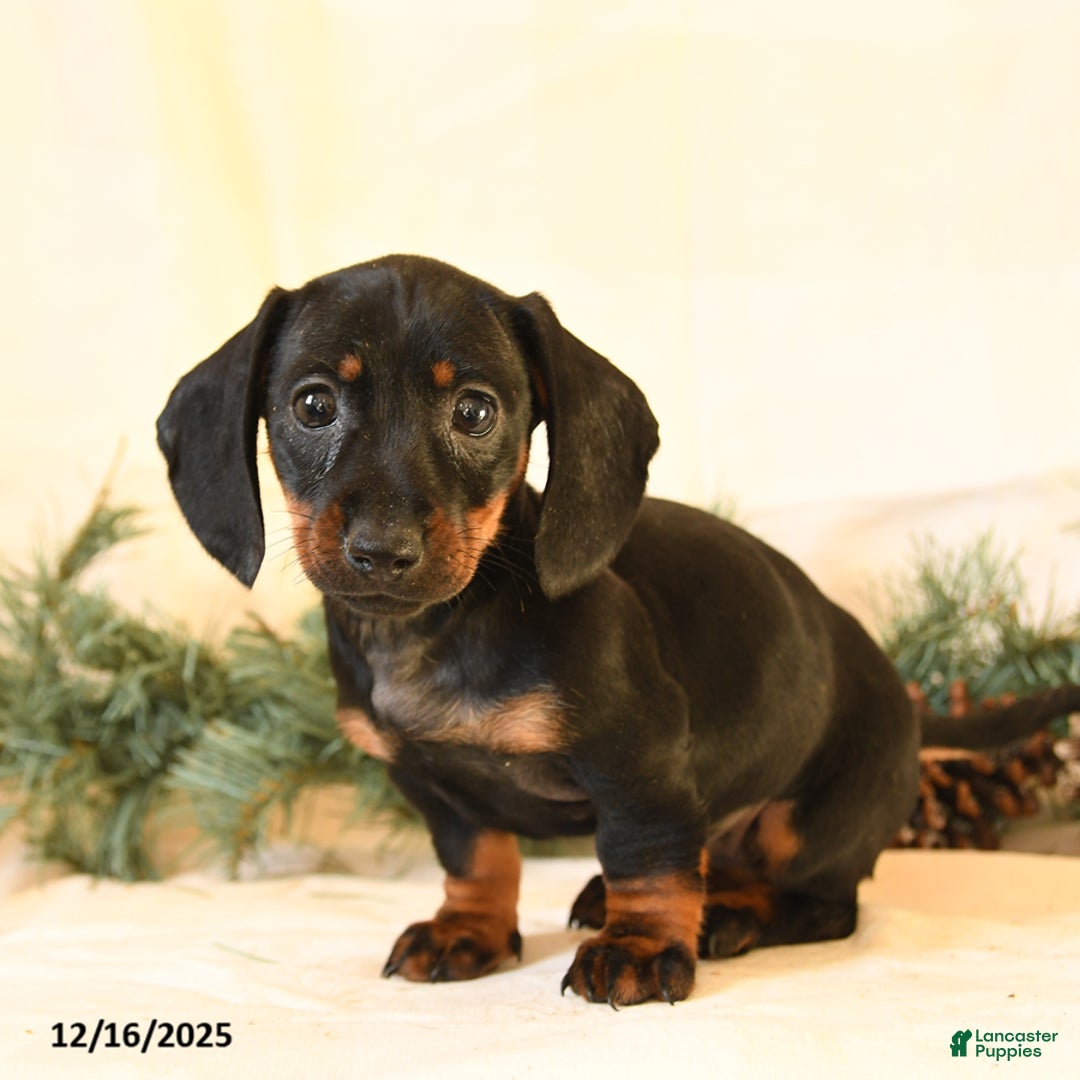 Miniature Dachshund dogs for sale: Casey - Ad 4