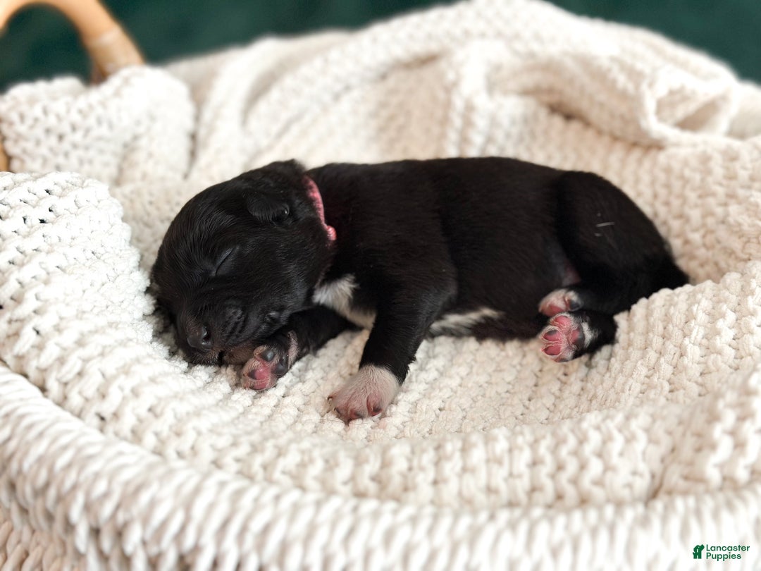 Australian Shepherd dogs for sale: Black Tri Female (Salem) - Ad 3