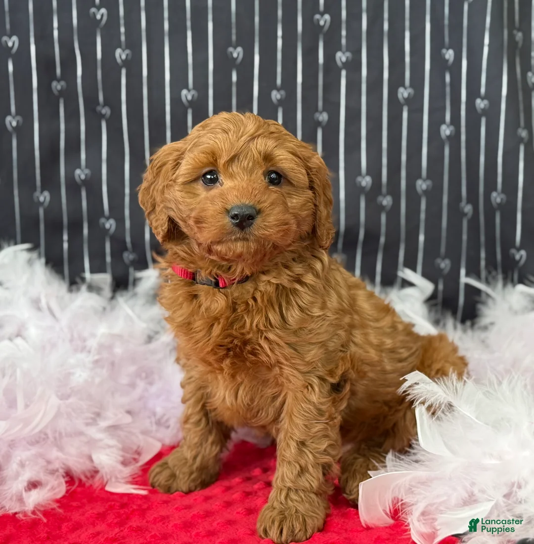 Cavapoo dogs for sale: Dallas - Ad 8