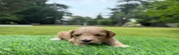 Cockapoo dogs for sale: Nala - Ad 4