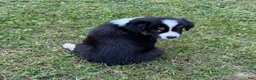 Australian Shepherd dogs for sale: Daisy - Ad 3