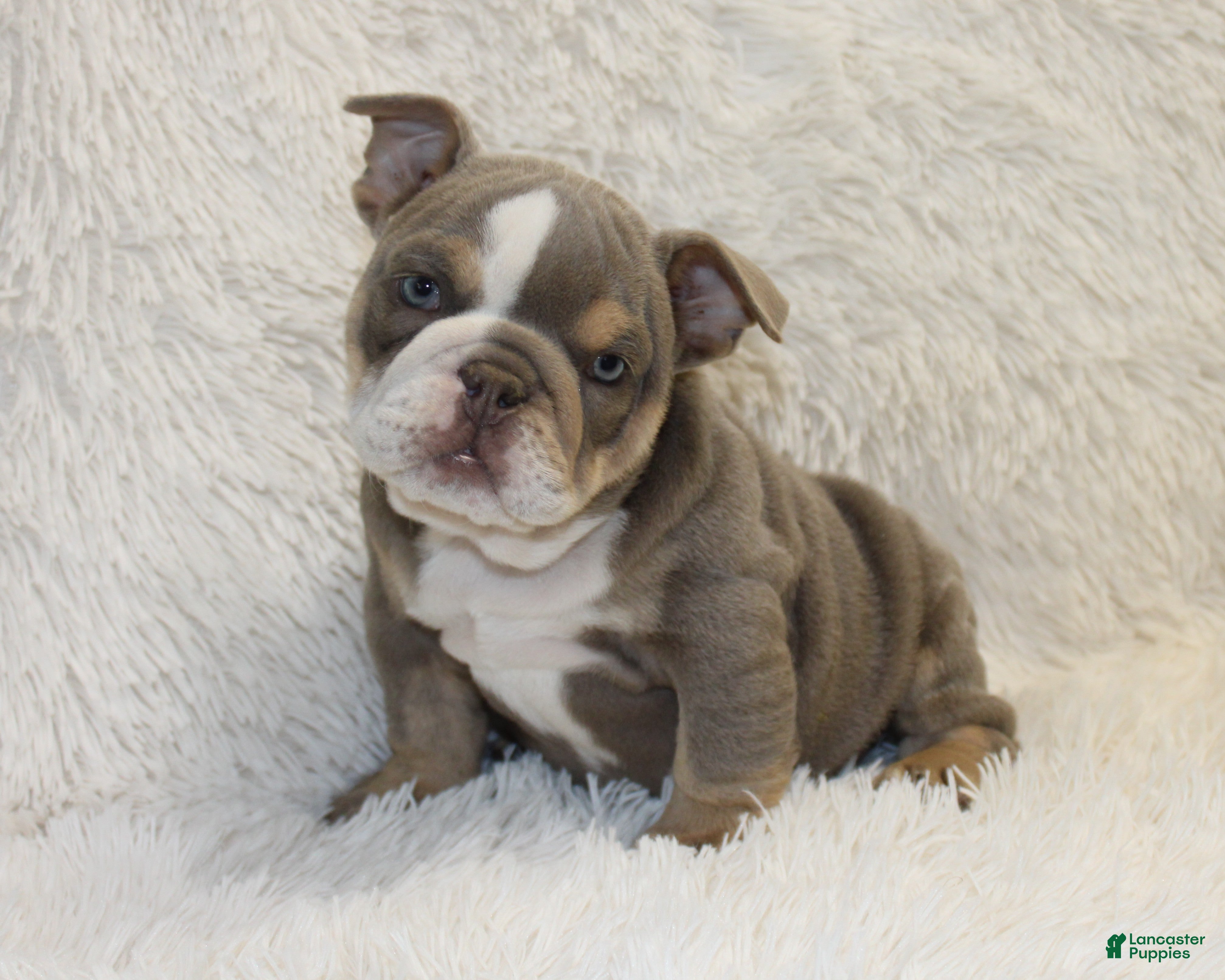 English Bulldog dogs Indi Rose - Ad 2