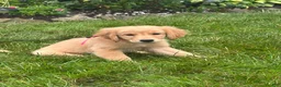 Golden Retriever dogs for sale: Golden Retriever 8 - Ad 3