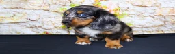 Miniature Dachshund dogs for sale: Avery - Ad 20