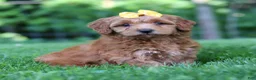 Mini Goldendoodle dogs for sale: Butterfly - Ad 2