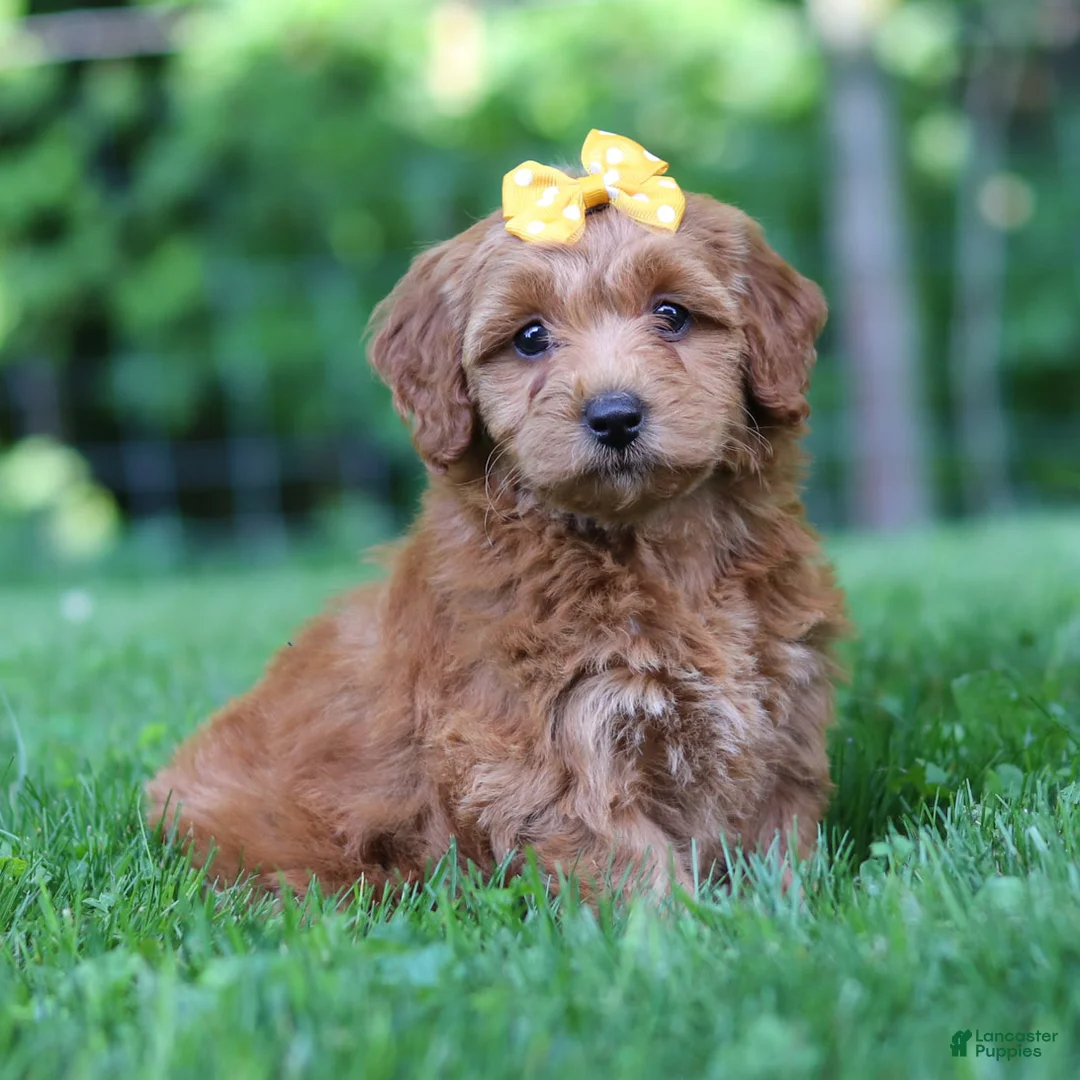 Mini Goldendoodle dogs for sale: Butterfly - Ad 2
