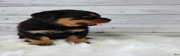 Rottweiler dogs for sale: Rambo  - Ad 4