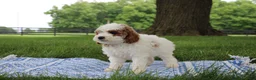 Mini Goldendoodle dogs for sale: Ranye  - Ad 4
