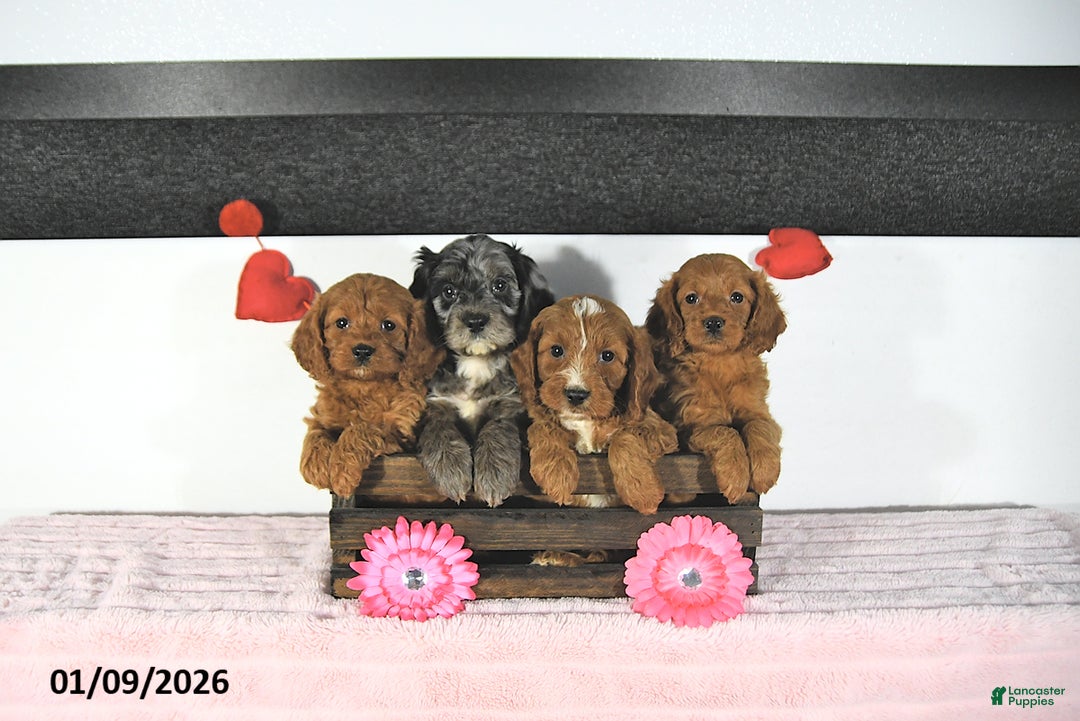 Cavapoo dogs for sale: Rachelle - Ad 2